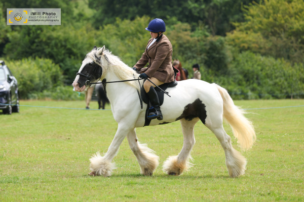 Ockley Barn Farm Showing Show, Sunday 27th July