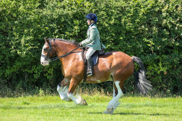 Ockley Barn Farm Showing Show, Sunday 17th August